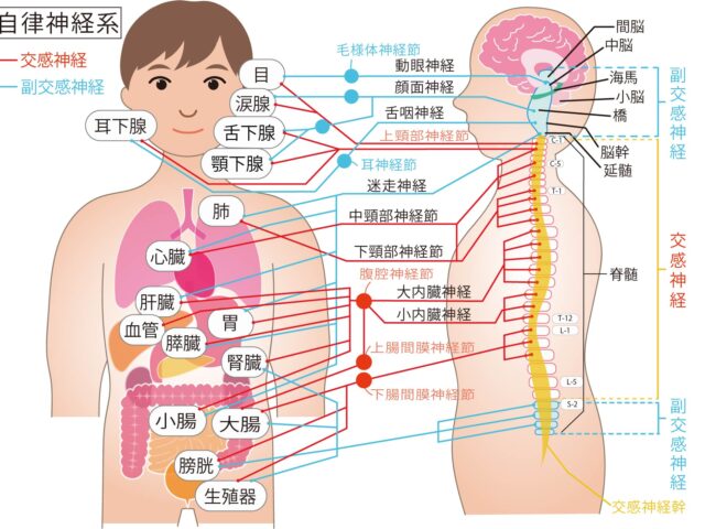 血行が悪いことで起きる体の不調とは